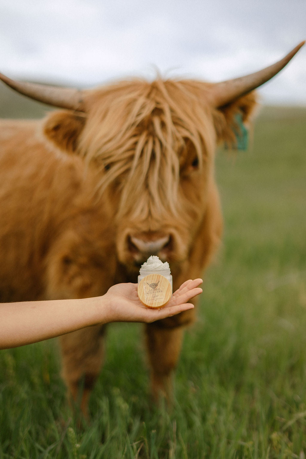 Highland Glow™ Blue Tansy Whipped Tallow Balm